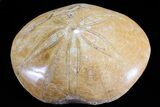 Polished Fossil Sand Dollar (Mepygurus) - Jurassic #70986-1